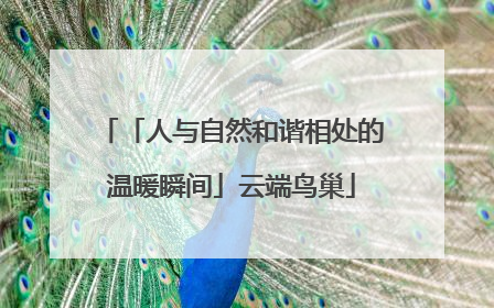 「人与自然和谐相处的温暖瞬间」云端鸟巢