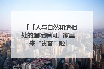 「人与自然和谐相处的温暖瞬间」家里来“贵客”啦