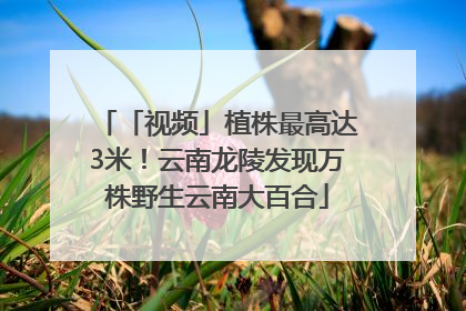 「视频」植株最高达3米！云南龙陵发现万株野生云南大百合