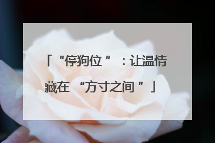 “停狗位 ”：让温情藏在 “方寸之间 ”