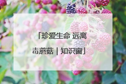 珍爱生命 远离毒蘑菇｜知识窗