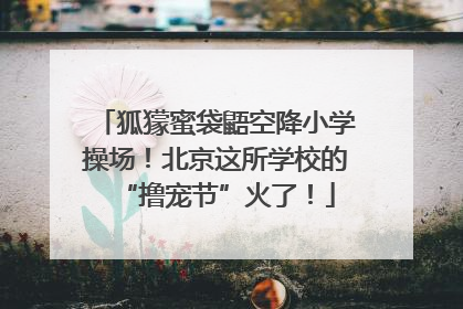 狐獴蜜袋鼯空降小学操场！北京这所学校的“撸宠节”火了！