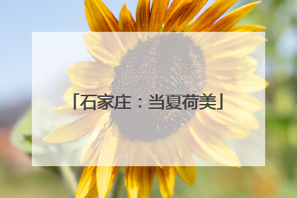 石家庄：当夏荷美