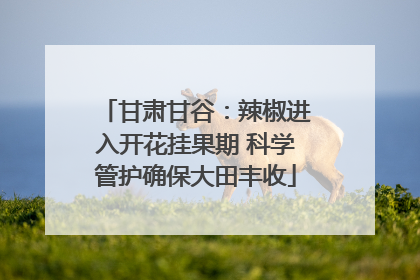 甘肃甘谷：辣椒进入开花挂果期 科学管护确保大田丰收