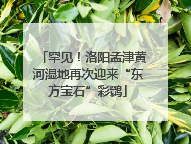 罕见！洛阳孟津黄河湿地再次迎来“东方宝石”彩鹮