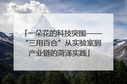 一朵花的科技突围——“三用百合”从实验室到产业链的菏泽实践