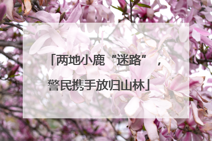 两地小鹿“迷路”，警民携手放归山林