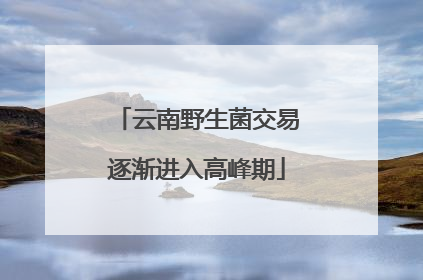 云南野生菌交易逐渐进入高峰期