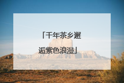 千年茶乡邂逅紫色浪漫