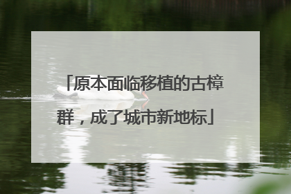 原本面临移植的古樟群，成了城市新地标