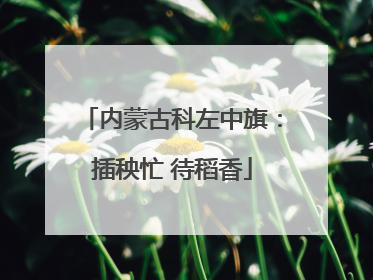 内蒙古科左中旗：插秧忙 待稻香