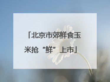 北京市郊鲜食玉米抢“鲜”上市