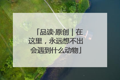 品读·原创｜在这里，永远想不出会遇到什么动物