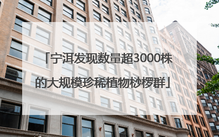 宁洱发现数量超3000株的大规模珍稀植物桫椤群