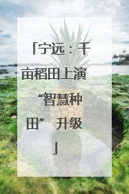 宁远：千亩稻田上演 “智慧种田” 升级