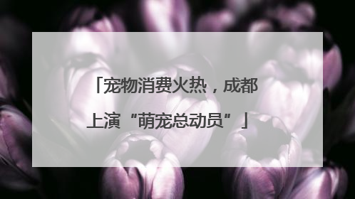 宠物消费火热，成都上演“萌宠总动员”