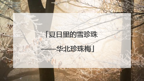 夏日里的雪珍珠——华北珍珠梅