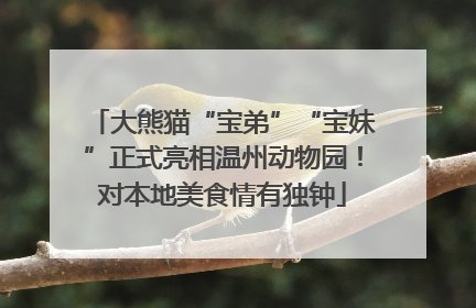 大熊猫“宝弟”“宝妹”正式亮相温州动物园！对本地美食情有独钟