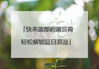 快来莲都碧湖赏荷 轻松解锁夏日浪漫