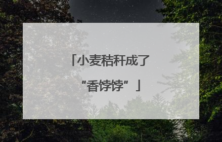 小麦秸秆成了“香饽饽”