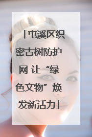屯溪区织密古树防护网 让“绿色文物”焕发新活力