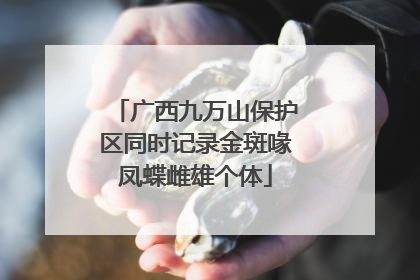 广西九万山保护区同时记录金斑喙凤蝶雌雄个体