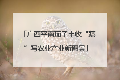 广西平南茄子丰收“蔬”写农业产业新图景