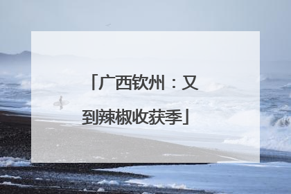 广西钦州：又到辣椒收获季