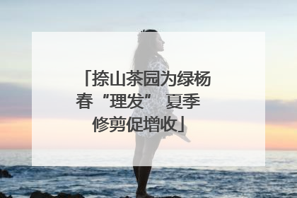 捺山茶园为绿杨春“理发” 夏季修剪促增收