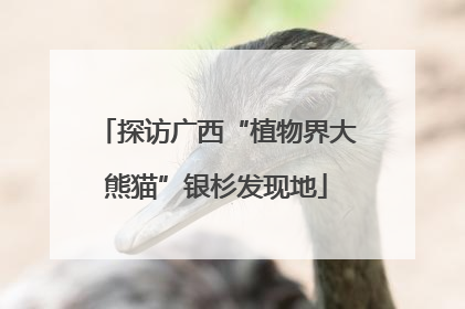 探访广西“植物界大熊猫”银杉发现地