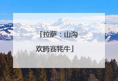拉萨：山沟欢腾赛牦牛