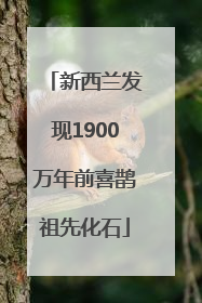 新西兰发现1900万年前喜鹊祖先化石