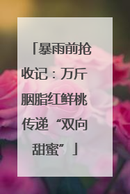 暴雨前抢收记：万斤胭脂红鲜桃传递“双向甜蜜”