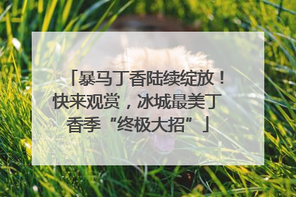 暴马丁香陆续绽放！快来观赏，冰城最美丁香季“终极大招”