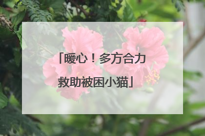暖心！多方合力救助被困小猫