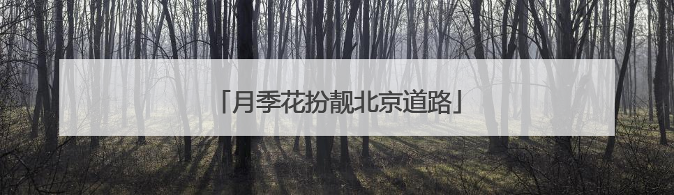 月季花扮靓北京道路