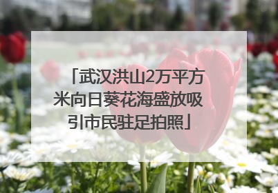武汉洪山2万平方米向日葵花海盛放吸引市民驻足拍照