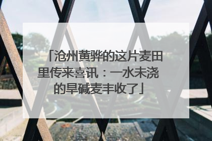 沧州黄骅的这片麦田里传来喜讯：一水未浇的旱碱麦丰收了