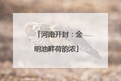 河南开封：金明池畔荷韵浓