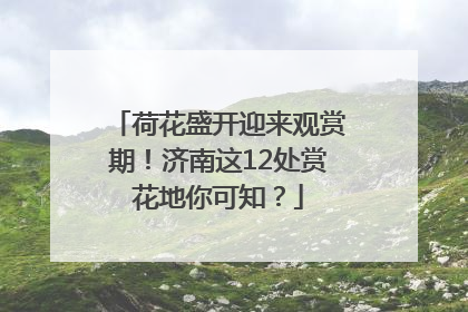 荷花盛开迎来观赏期！济南这12处赏花地你可知？