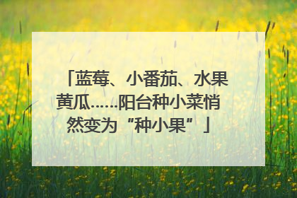 蓝莓、小番茄、水果黄瓜……阳台种小菜悄然变为“种小果”