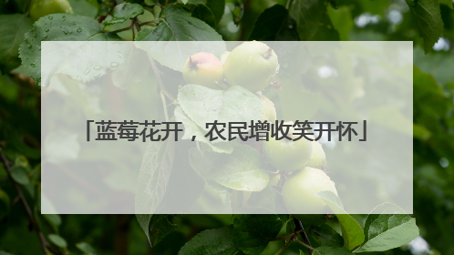 蓝莓花开，农民增收笑开怀