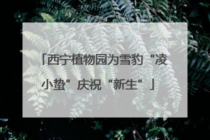 西宁植物园为雪豹“凌小蛰”庆祝“新生”