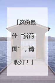 这份最佳“赏荷图”，请收好！