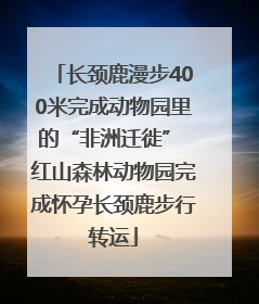 长颈鹿漫步400米完成动物园里的“非洲迁徙” 红山森林动物园完成怀孕长颈鹿步行转运