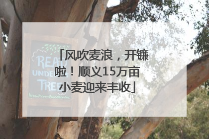 风吹麦浪，开镰啦！顺义15万亩小麦迎来丰收