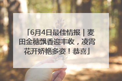 6月4日最佳情报｜麦田金穗飘香迎丰收，凌霄花开娇艳多姿！恭喜